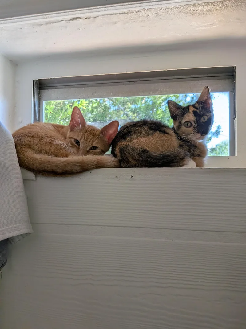 Kiwi and Tangerine thumbnail 2
