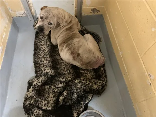 An adult large-sized female Pit Bull Terrier dog named Adalina for adoption in Tulsa, OK