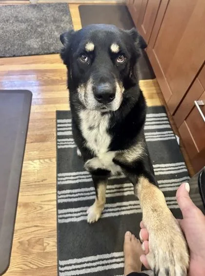 An adult large-sized male Australian Shepherd dog named Little Boy for adoption in Washington, DC