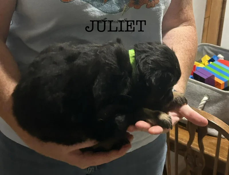 A baby small-sized female Australian Shepherd dog named Juliet for adoption in Knoxville, TN