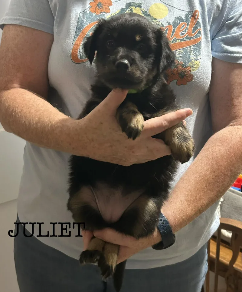 Juliet thumbnail 2