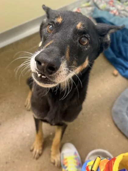 A senior medium-sized female Mixed Breed dog named Bella for adoption in Cincinnati, OH