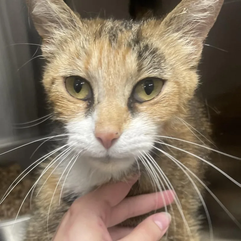 A young medium-sized female Domestic Short Hair cat named Alice for adoption in East Smithfield , PA