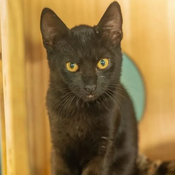 A baby small-sized male Black Domestic Short Hair cat named Pigeon for adoption in Decatur, GA