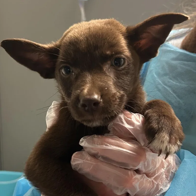 A baby small-sized female Red / Chestnut / Orange Mixed Breed dog named Duncan for adoption in Charleston, WV