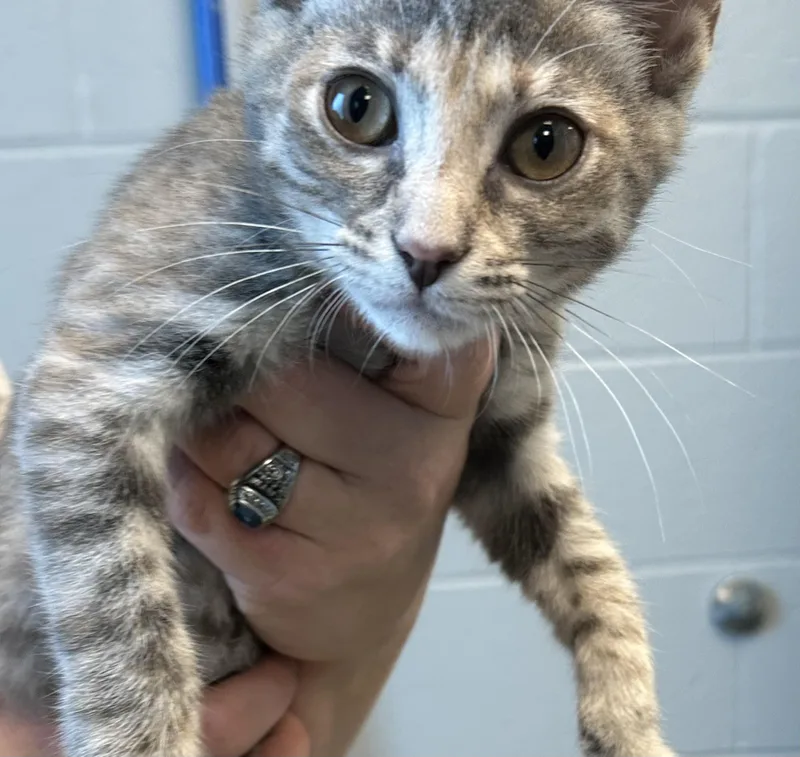 A baby small-sized female Tortoiseshell Domestic Short Hair cat named Hickory for adoption in Manassas, VA