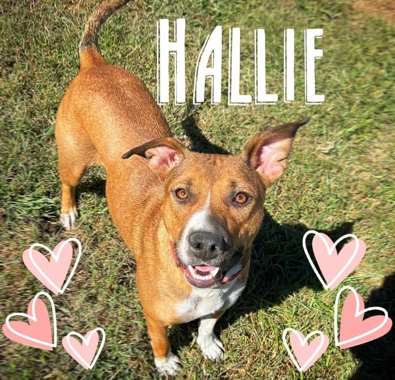 Hallie