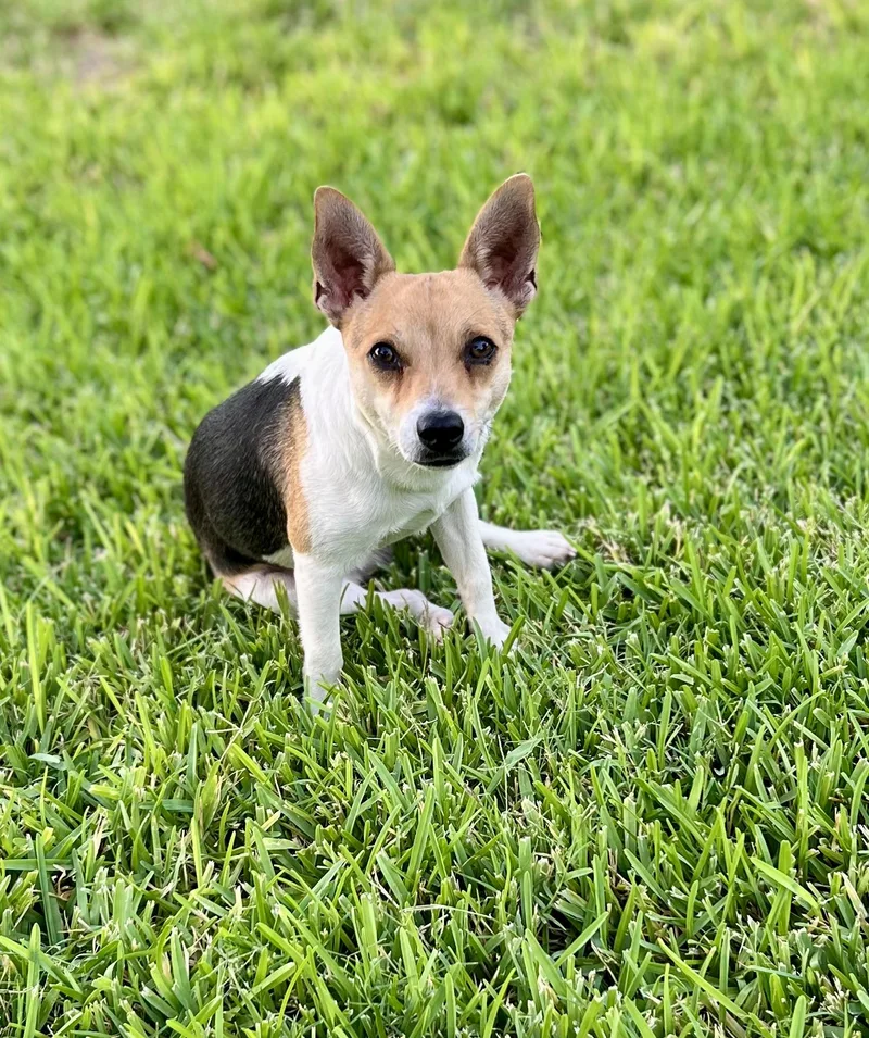 An adult small-sized male Chihuahua dog named Buck for adoption in Snyder, TX