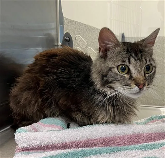 A young small-sized male Domestic Long Hair cat named Earl for adoption in San Luis Obispo, CA
