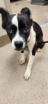 A young small-sized male Terrier dog named Mini Milo for adoption in Holbrook, NY