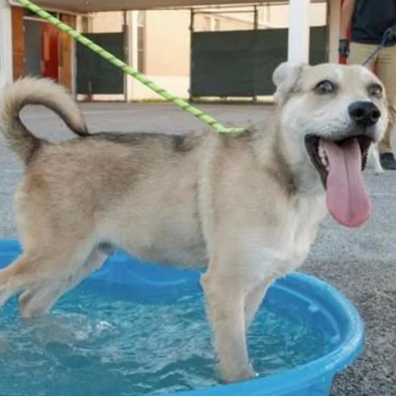 A young medium-sized male Black Husky dog named Narwhal for adoption in Tacoma, WA