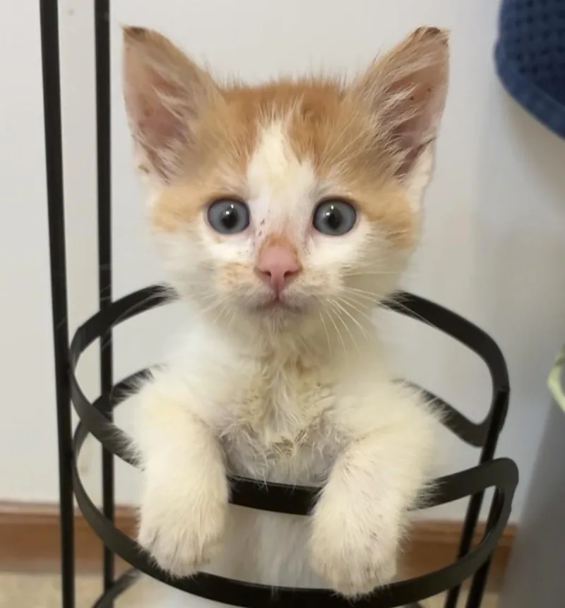 A baby small-sized male Orange & White Domestic Short Hair cat named Huey for adoption in Jamestown, CA
