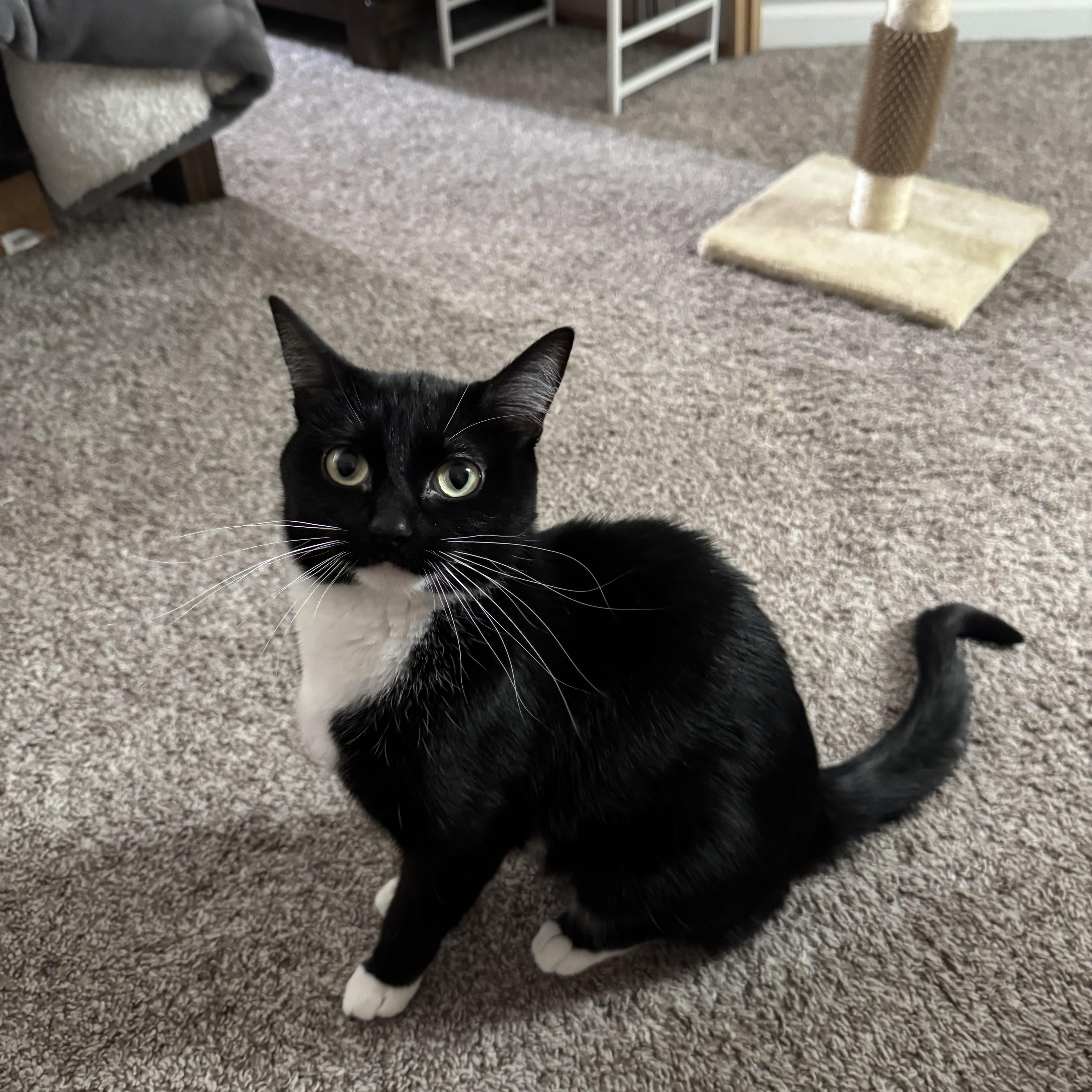 An adult medium-sized female Black & White / Tuxedo Domestic Short Hair cat named Blossom for adoption in Joliet, IL