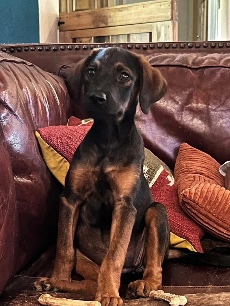 A baby large-sized female Plott Hound dog named Chanel for adoption in New Baltimore, MI