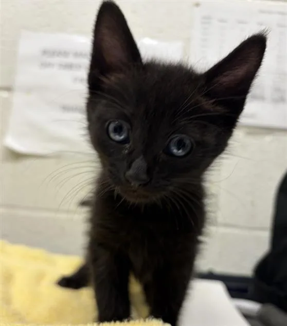 A baby small-sized female Domestic Short Hair cat named Lily for adoption in Chula Vista, CA