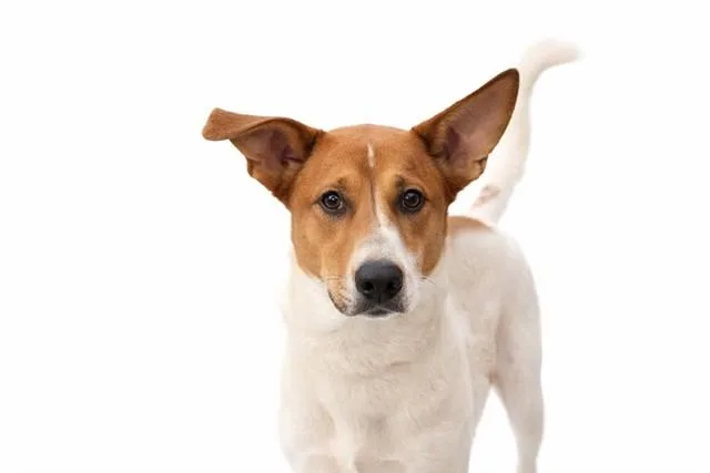 A young medium-sized male Australian Cattle Dog / Blue Heeler dog named Caine for adoption in Fort Lauderdale, FL