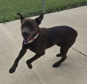 A young medium-sized male Pit Bull Terrier dog named Hershey for adoption in Bucyrus, OH