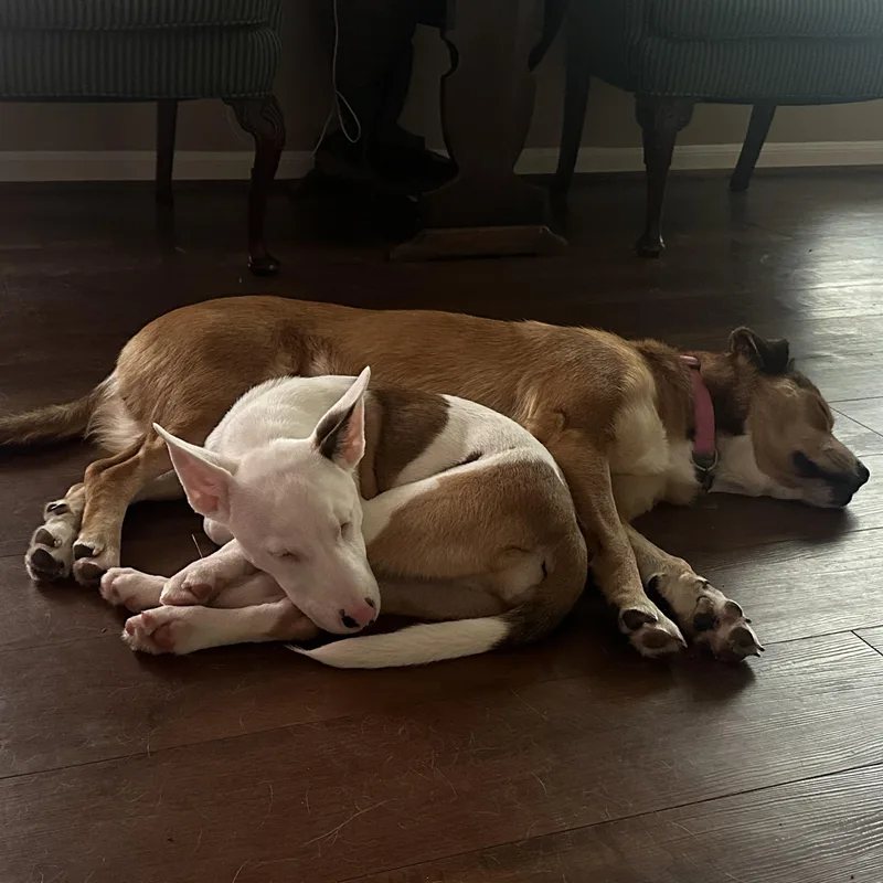 An adult medium-sized male Boxer dog named Willis for adoption in Sugar Land, TX