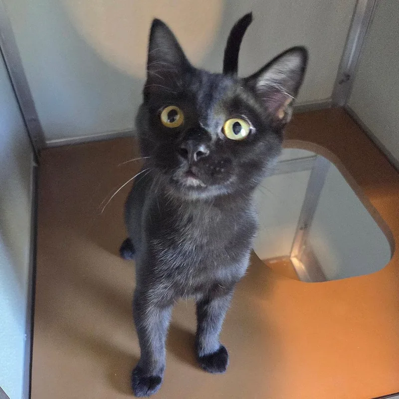 A young medium-sized male Black Domestic Short Hair cat named Quill for adoption in Saint Louis, MO