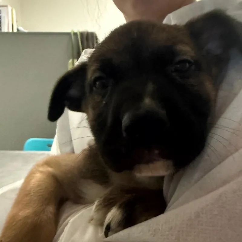 A baby small-sized male Brown / Chocolate Mixed Breed dog named Prince Of The Forest for adoption in Charleston, WV