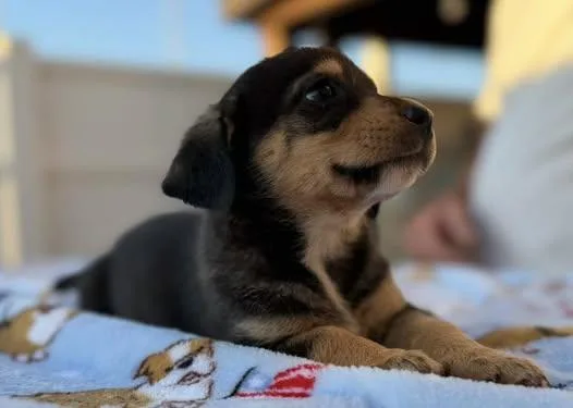 A baby small-sized female Black Norfolk Terrier dog named Skye for adoption in Calera, AL