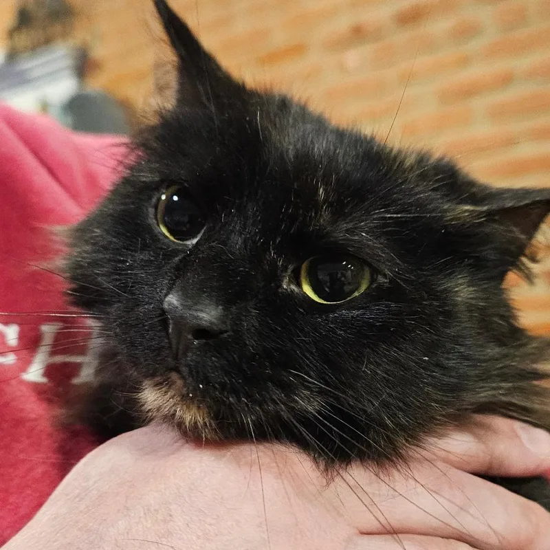 An adult small-sized female Domestic Long Hair cat named J.P. Just Purrfect for adoption in Reisterstown, MD