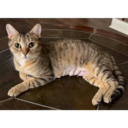 An adult medium-sized female Domestic Short Hair cat named Crockpot Kershaw for adoption in Hudson, MA