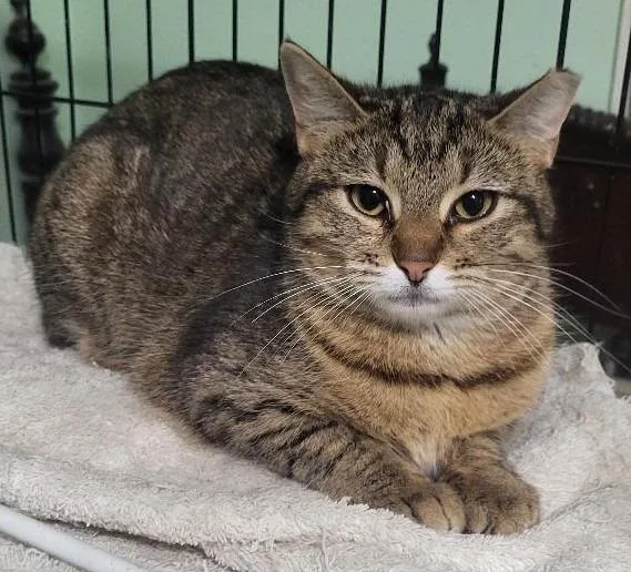 A young medium-sized female Domestic Short Hair cat named Clarissa for adoption in St. Louis, MO
