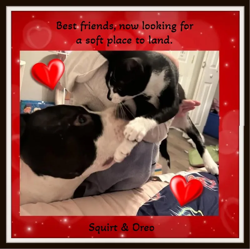 Oreo  When Life thumbnail 3