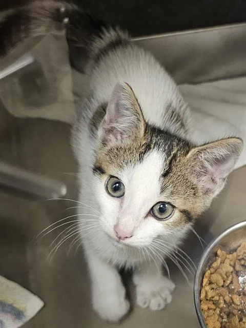 A baby medium-sized male Brown / Chocolate Domestic Short Hair cat named Domino for adoption in Clyde, NC