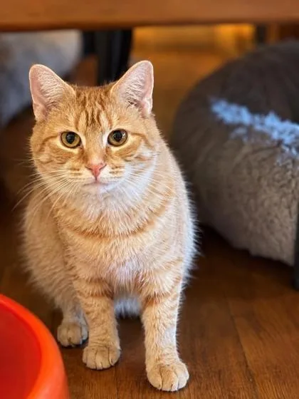 An adult medium-sized female Domestic Medium Hair cat named Nancy for adoption in Williamsport, PA