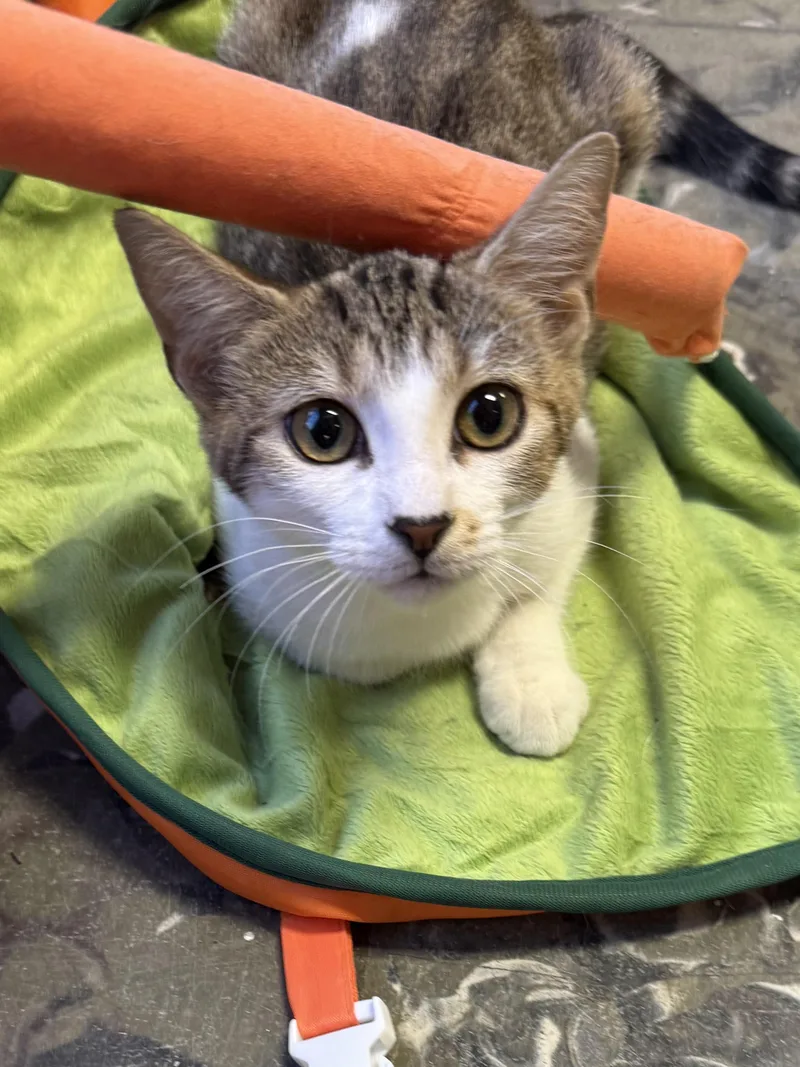 A baby medium-sized female Brown / Chocolate Domestic Short Hair cat named Layaway for adoption in Hamburg, NY