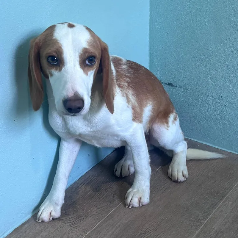 An adult medium-sized male Yellow / Tan / Blond / Fawn Beagle dog named Asiago aka RVX for adoption in LOXAHATCHEE, FL