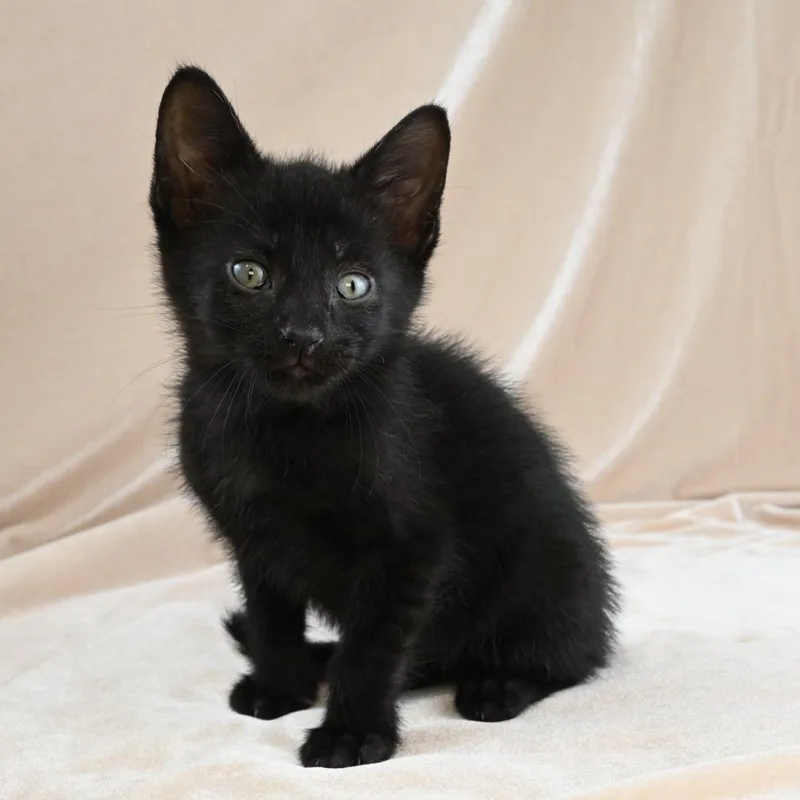 A baby small-sized male Gray / Blue / Silver Domestic Short Hair cat named Kona for adoption in Mobile, AL