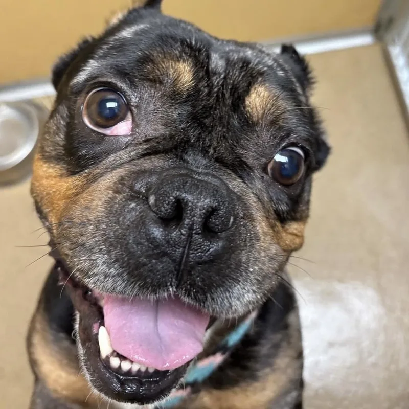 An adult medium-sized male Brindle Bulldog dog named Zimomo for adoption in Eatontown, NJ