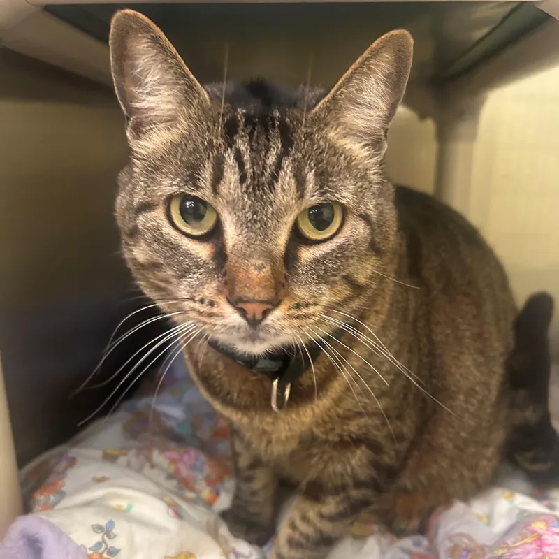 An adult medium-sized female Tabby (Buff / Tan / Fawn) Domestic Short Hair cat named Celestial for adoption in Margate, FL