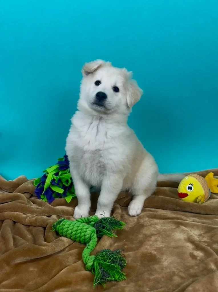 A baby medium-sized female Shepherd dog named Carp for adoption in Phoenix, AZ