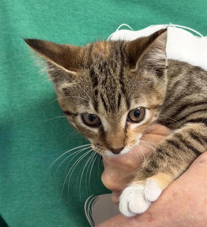 A baby medium-sized female Torbie Domestic Short Hair cat named Ella Langley for adoption in Slidell, LA