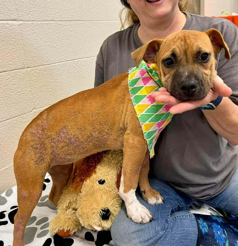 A baby medium-sized female Tricolor (Brown, Black, & White) Mixed Breed dog named Pollie for adoption in Scott, LA