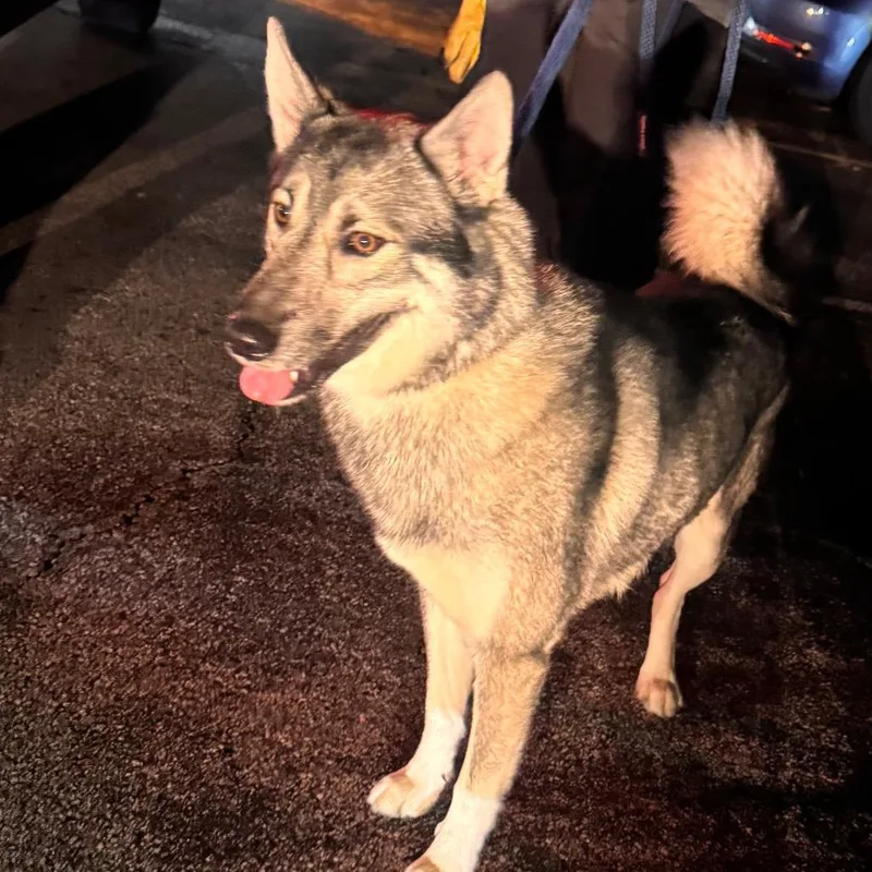 An adult large-sized male Brown / Chocolate Husky dog named Luffy for adoption in Philadelphia, PA