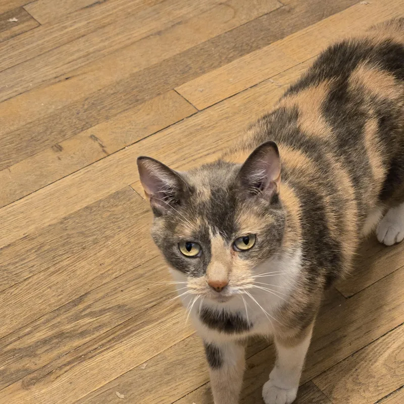 An adult medium-sized female Calico cat named Baby Girl for adoption in The dalles, OR