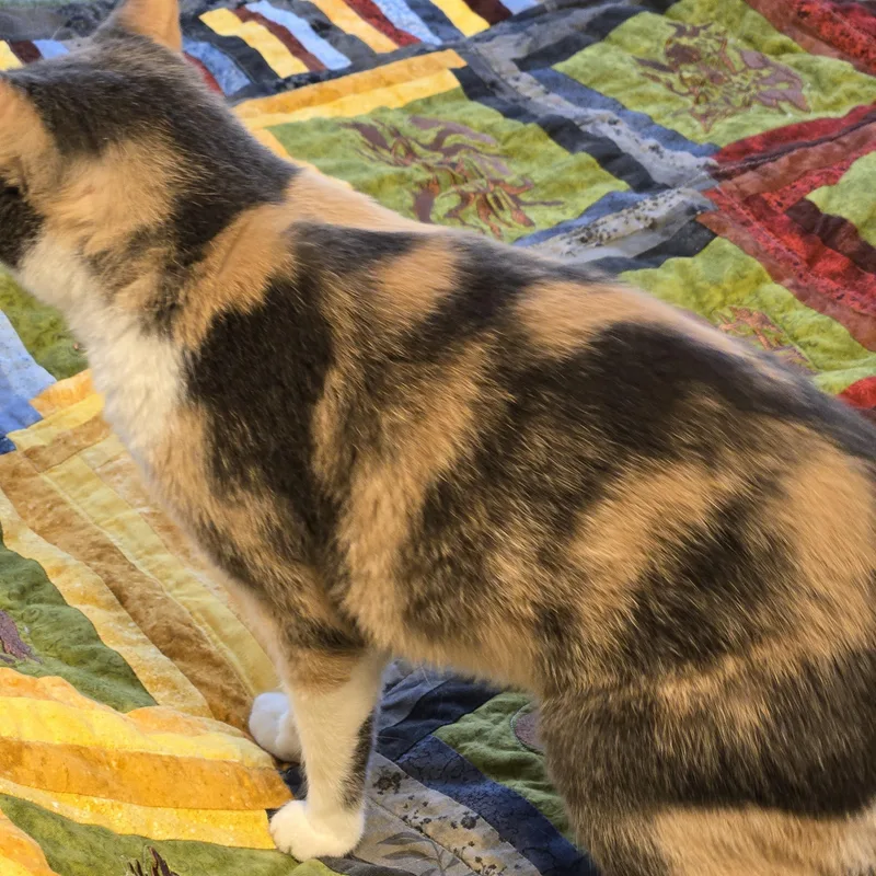 Baby Girl thumbnail 3