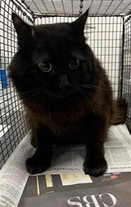 A young small-sized male Domestic Short Hair cat named Dolby for adoption in Van Nuys, CA