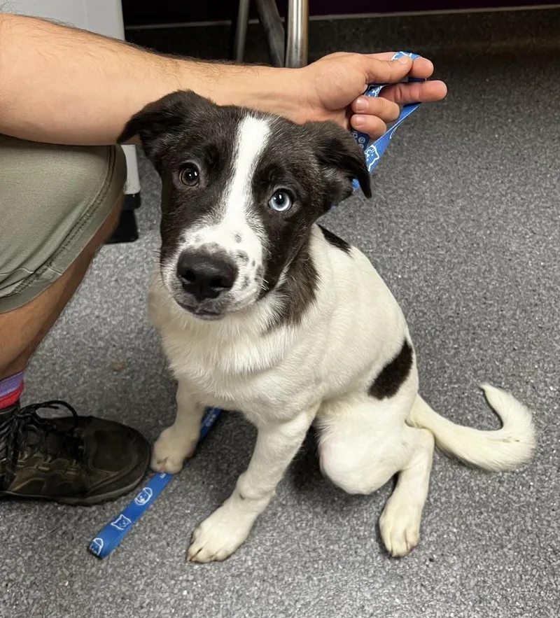 A baby medium-sized male Australian Shepherd dog named Fern for adoption in Jamestown, CA