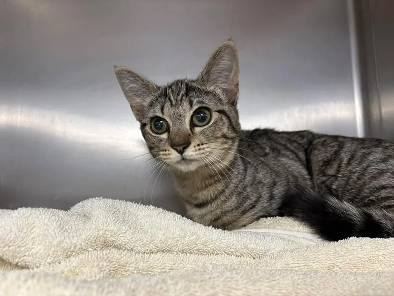 A young large-sized female Domestic Short Hair cat named Tiger for adoption in Lavonia, GA