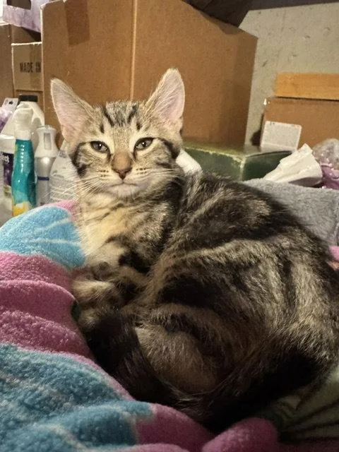 A baby medium-sized male Domestic Short Hair cat named Storm for adoption in Wheaton, IL
