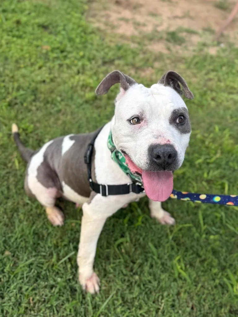 An adult medium-sized female Gray / Blue / Silver Pit Bull Terrier dog named Georgette for adoption in Austin, TX