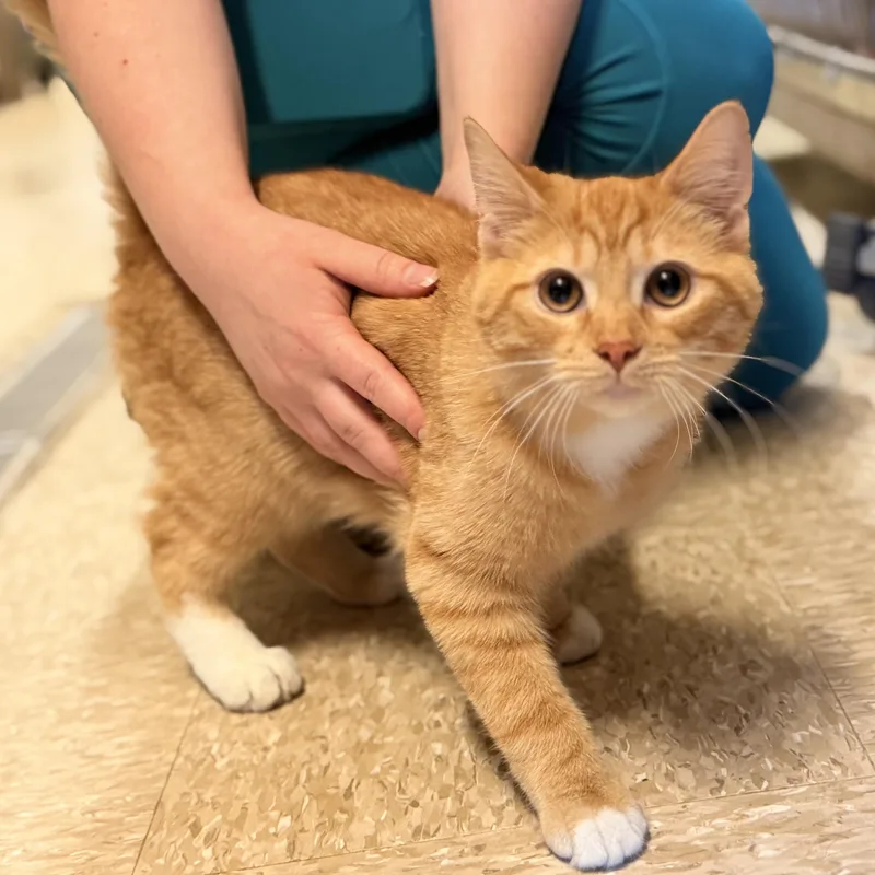 A young medium-sized male Tabby (Orange / Red) Domestic Short Hair cat named Candy Corn for adoption in Meherrin, VA