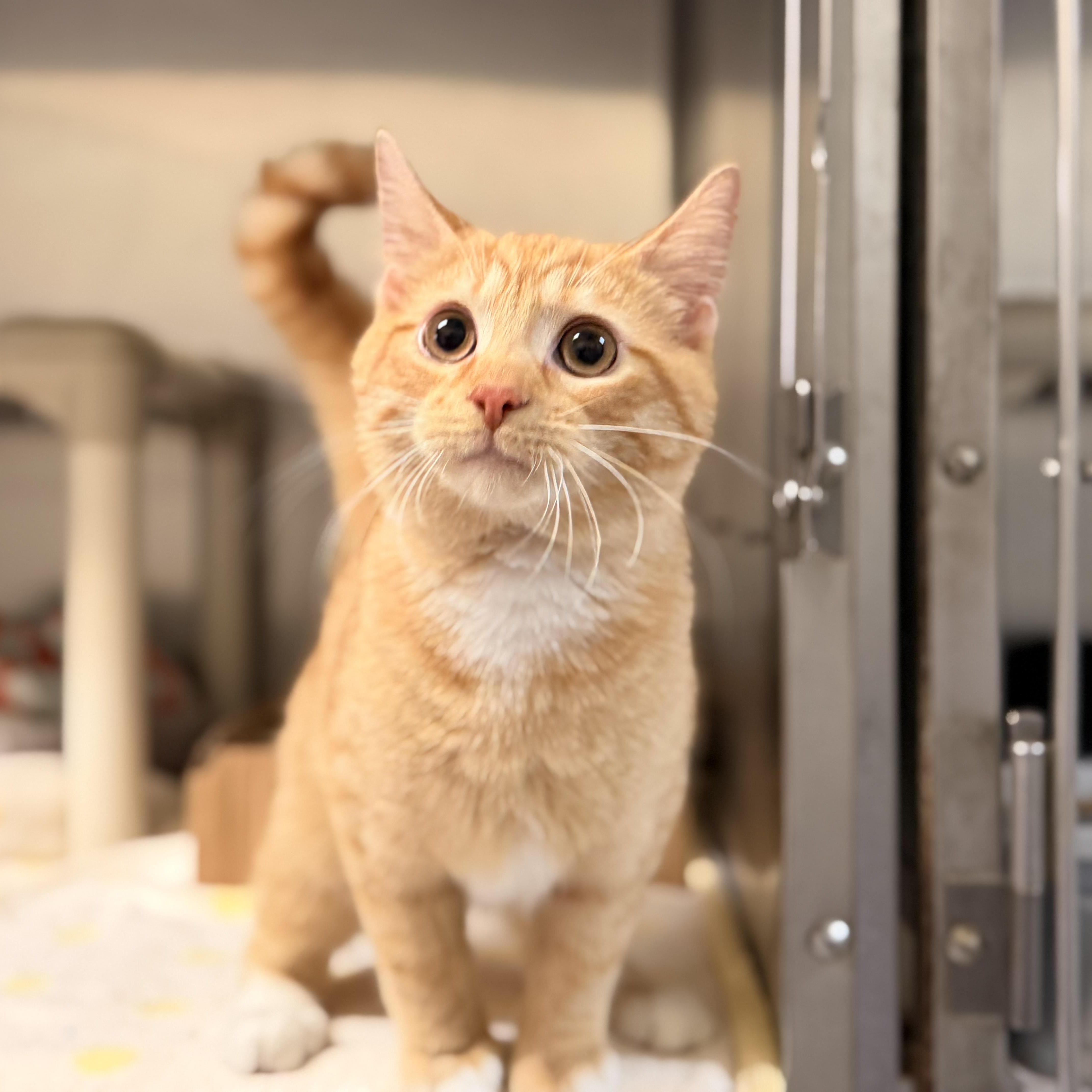 Candy Corn thumbnail 5