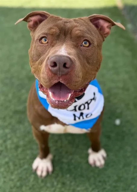 A young medium-sized male Mixed Breed dog named Ruko for adoption in Columbia, SC